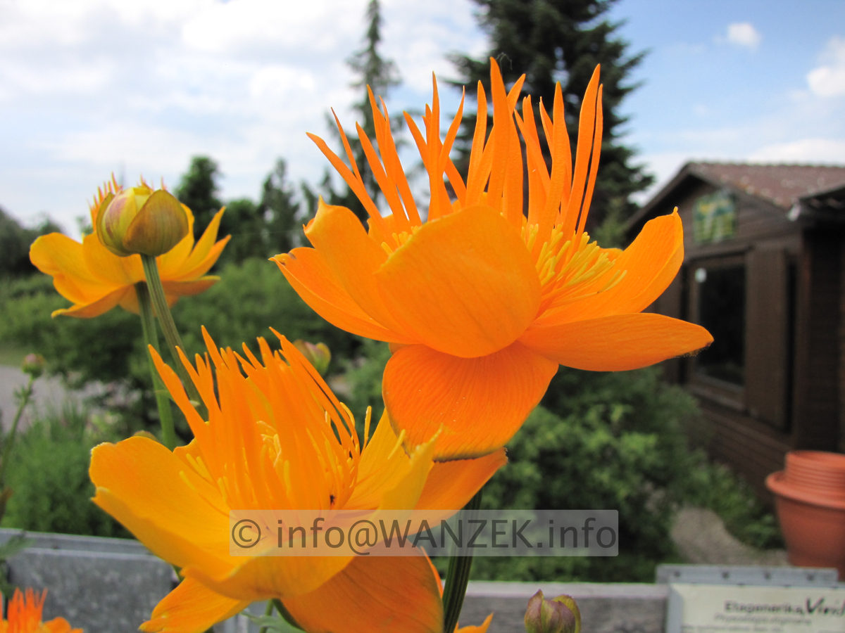 Trollius chinensis Golden Queen 01.JPG
